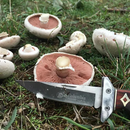 Aetia-tsiourgiaka Aetia